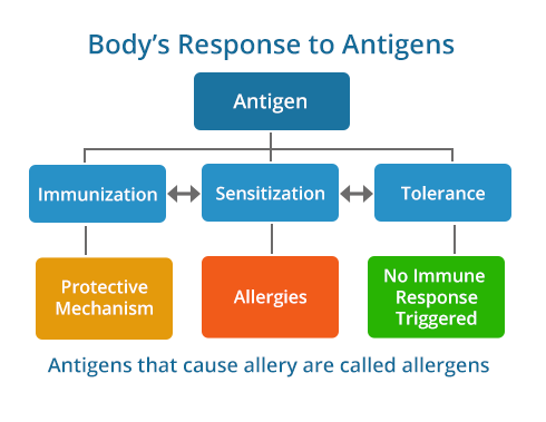 allergy response