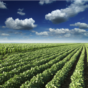 GMO Farming Practices square