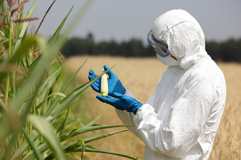 GMO foods