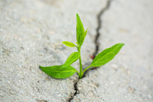 plant taking root on a concrete footpath