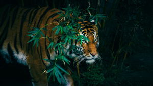 A Bengal Tiger Hiding In The Forest Behind Green Branches