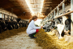 Young Vet Caring for Dairy Cows