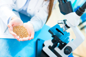 Selective and GMO work with seeds and grains in a scientific laboratory.