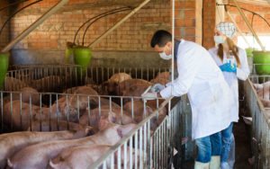 Two young serious veterinarians wearing protective clothing holding syringes near a herd of pigs in a barn.