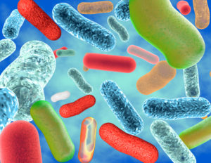 Good intestinal microflora and bacteria Lactobacillus and Bifidobacteria.