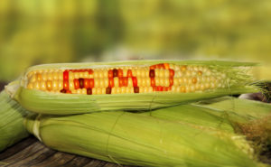 An ear of GMO corn, with GMO in red on the kernals