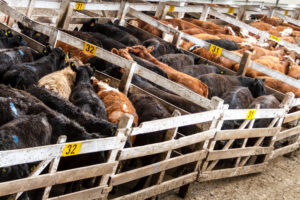 Lots of cattle penned up in a corral