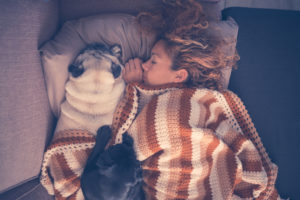 Woman napping with her 2 pugs