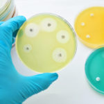 Antimicrobial susceptibility testing in petri dish