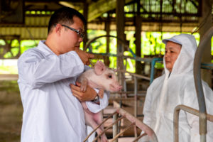 Veterinarian Doctor Examining Pigs at a Pig Farm