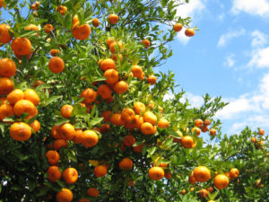 Orange groves ripe with oranges