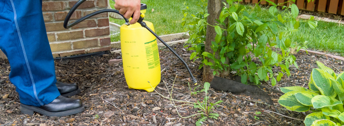 Man spraying fresh weeds in a flowerbed